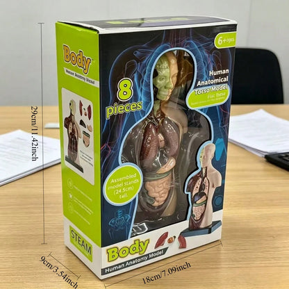 Human Organ Educational Model, Medical Organ Model, Medical Decor, Christmas Gift, Medical Model, Home Decor, Back To School
