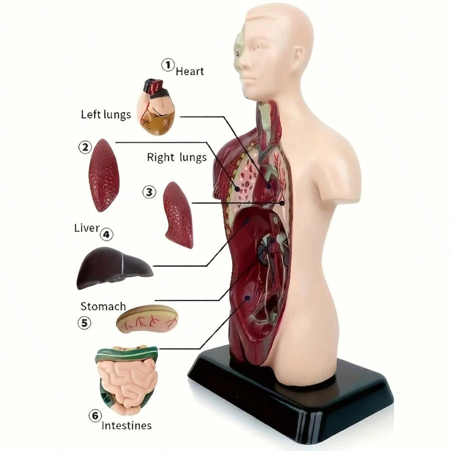 Human Organ Educational Model, Medical Organ Model, Medical Decor, Christmas Gift, Medical Model, Home Decor, Back To School