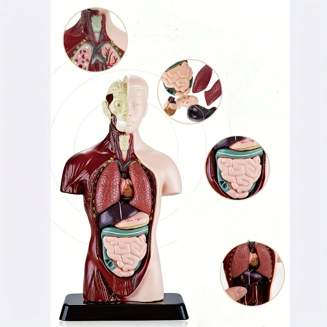 Human Organ Educational Model, Medical Organ Model, Medical Decor, Christmas Gift, Medical Model, Home Decor, Back To School