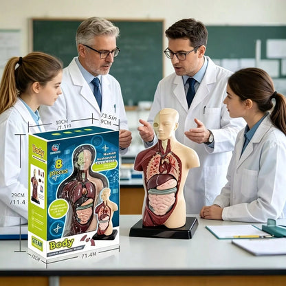Human Organ Educational Model, Medical Organ Model, Medical Decor, Christmas Gift, Medical Model, Home Decor, Back To School