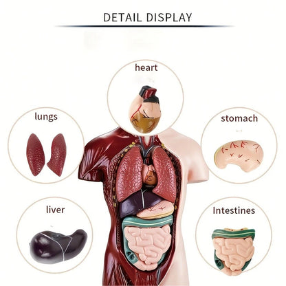 Human Organ Educational Model, Medical Organ Model, Medical Decor, Christmas Gift, Medical Model, Home Decor, Back To School