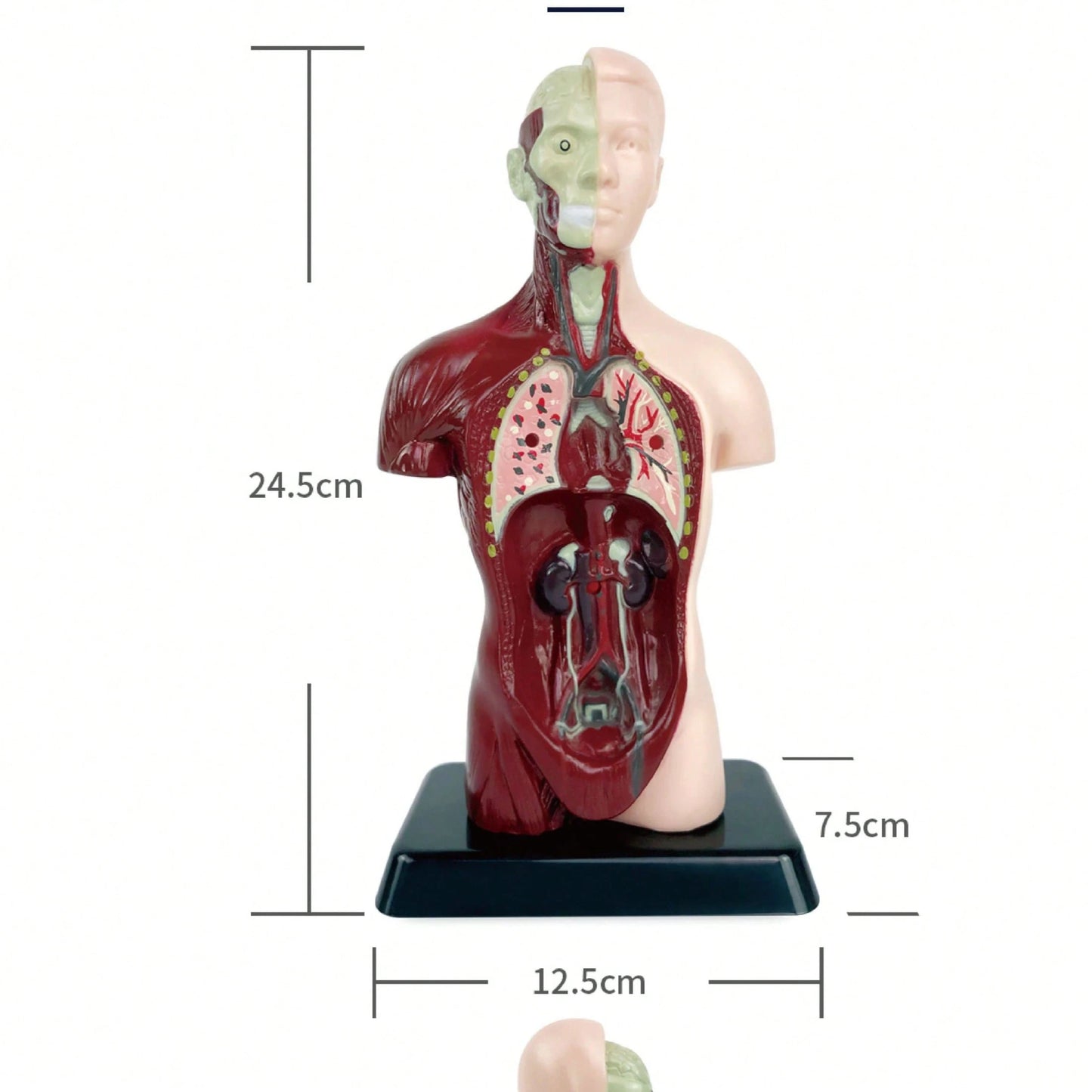 Human Organ Educational Model, Medical Organ Model, Medical Decor, Christmas Gift, Medical Model, Home Decor, Back To School