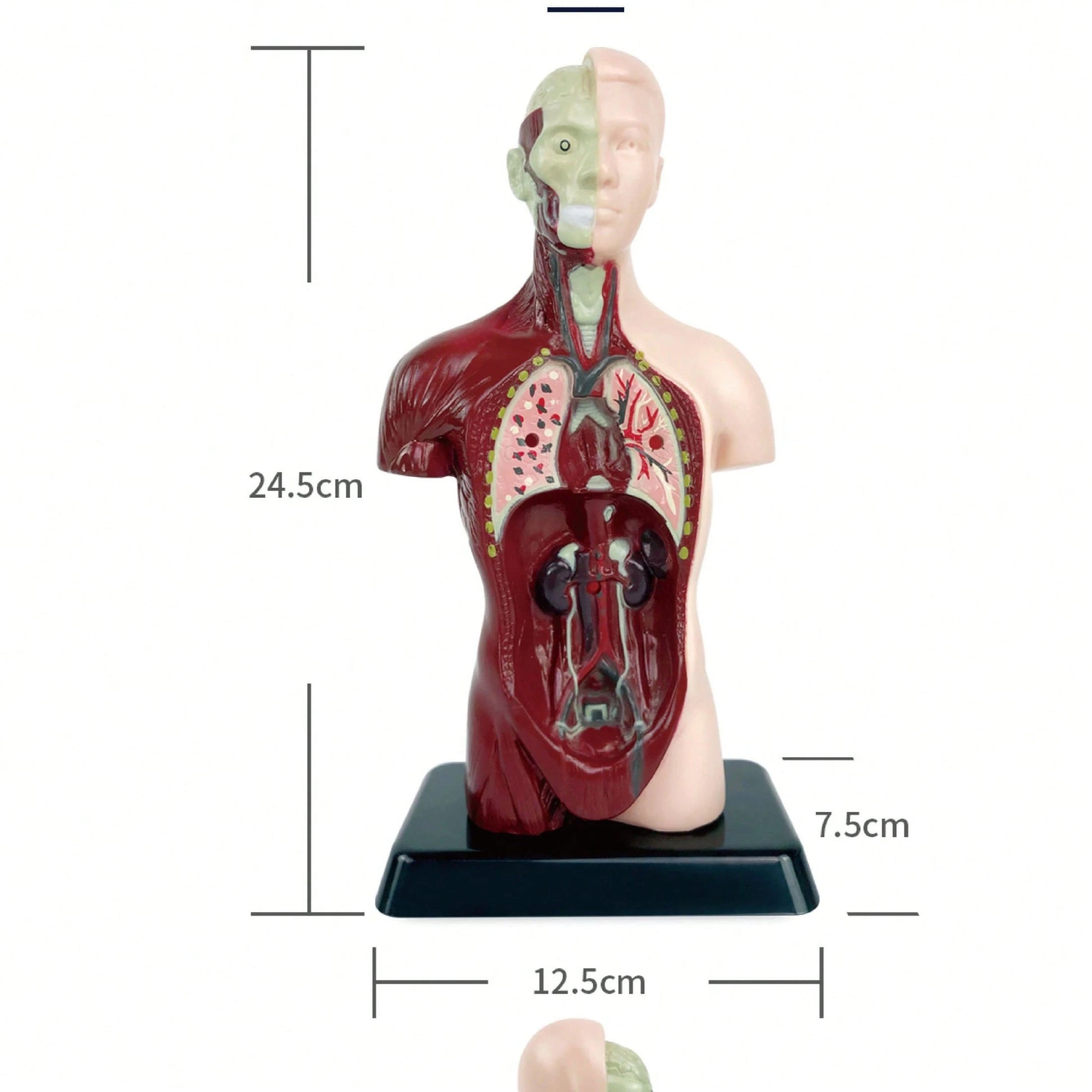 Human Organ Educational Model, Medical Organ Model, Medical Decor, Christmas Gift, Medical Model, Home Decor, Back To School