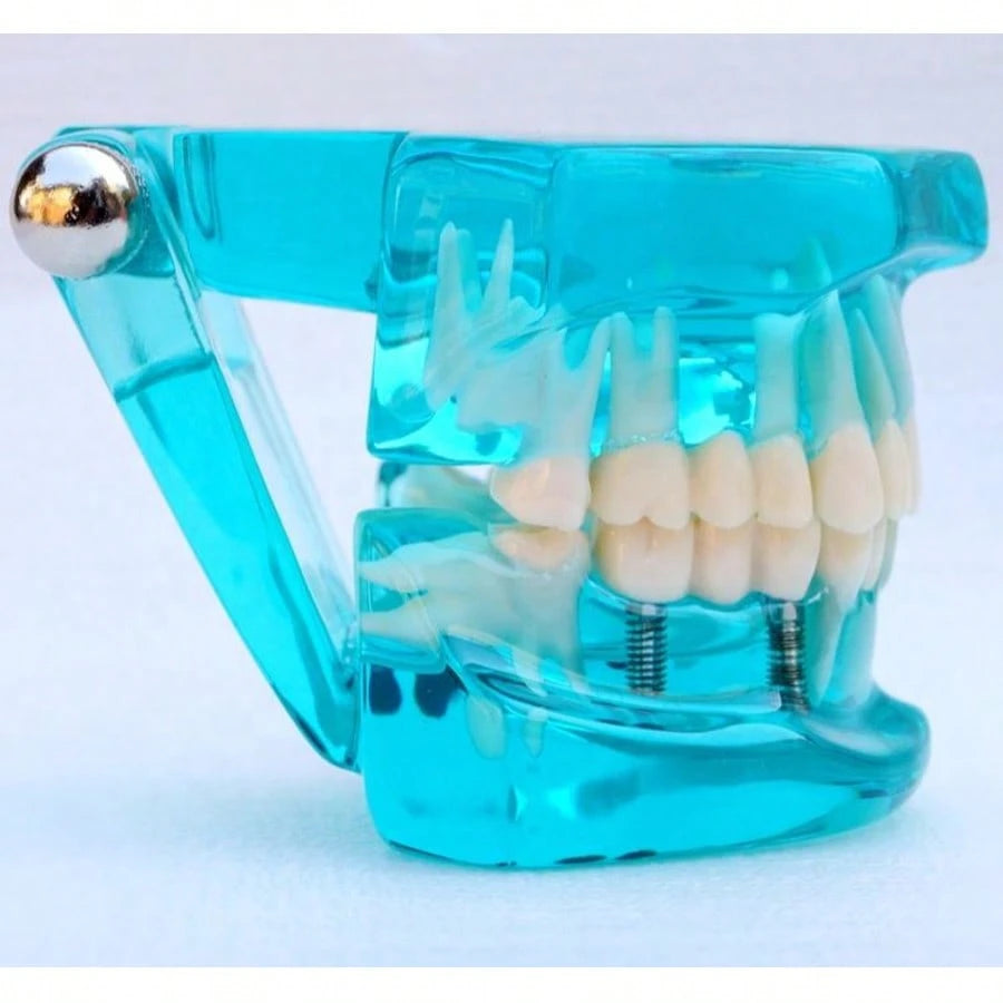 WWKTS Removable Dental Model Adult Tooth Demonstration Anatomical Medical Practice Model